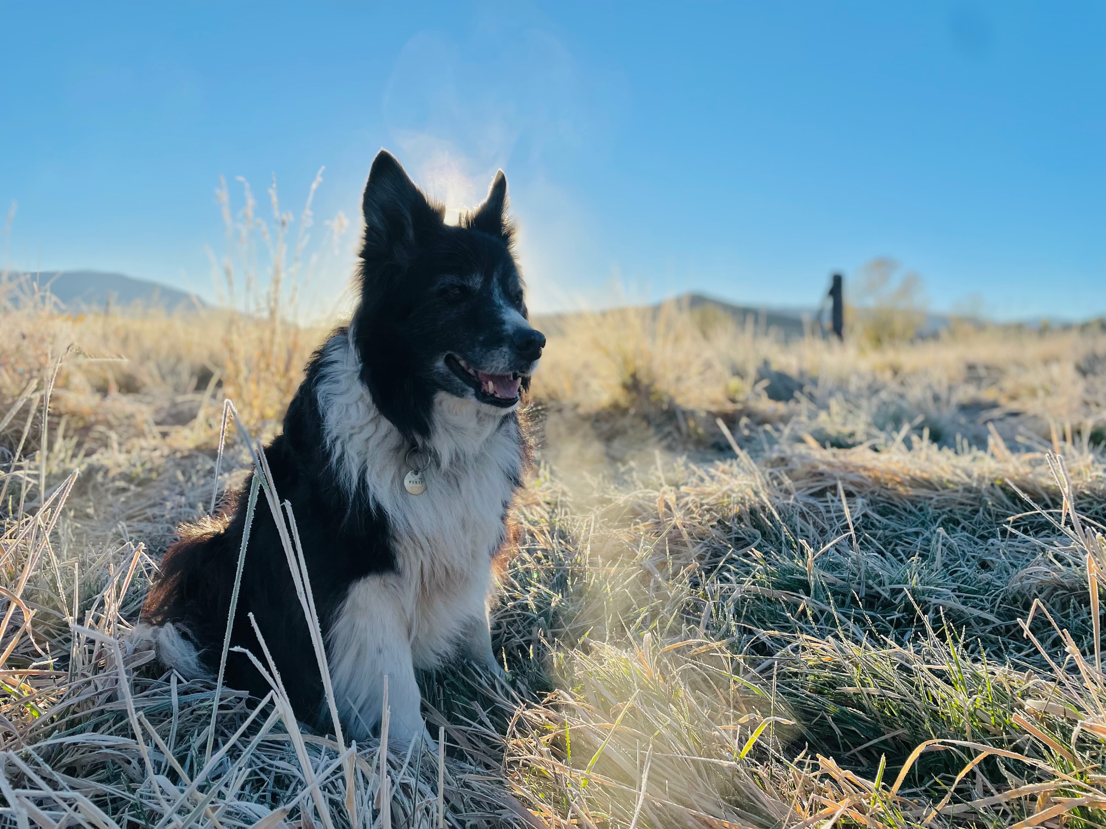 Pixie with frost on her face.