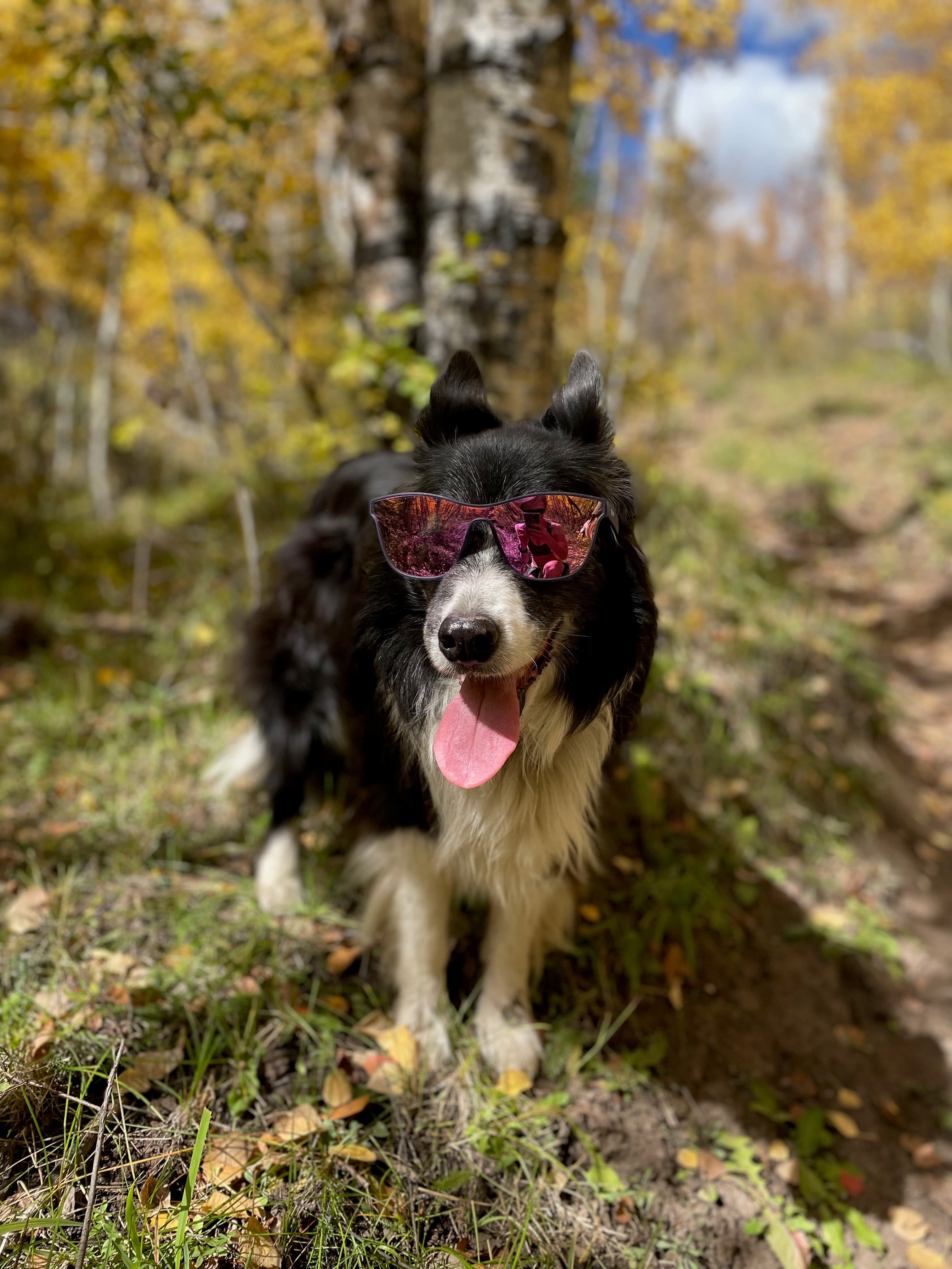 Pixie wearing glasses.
